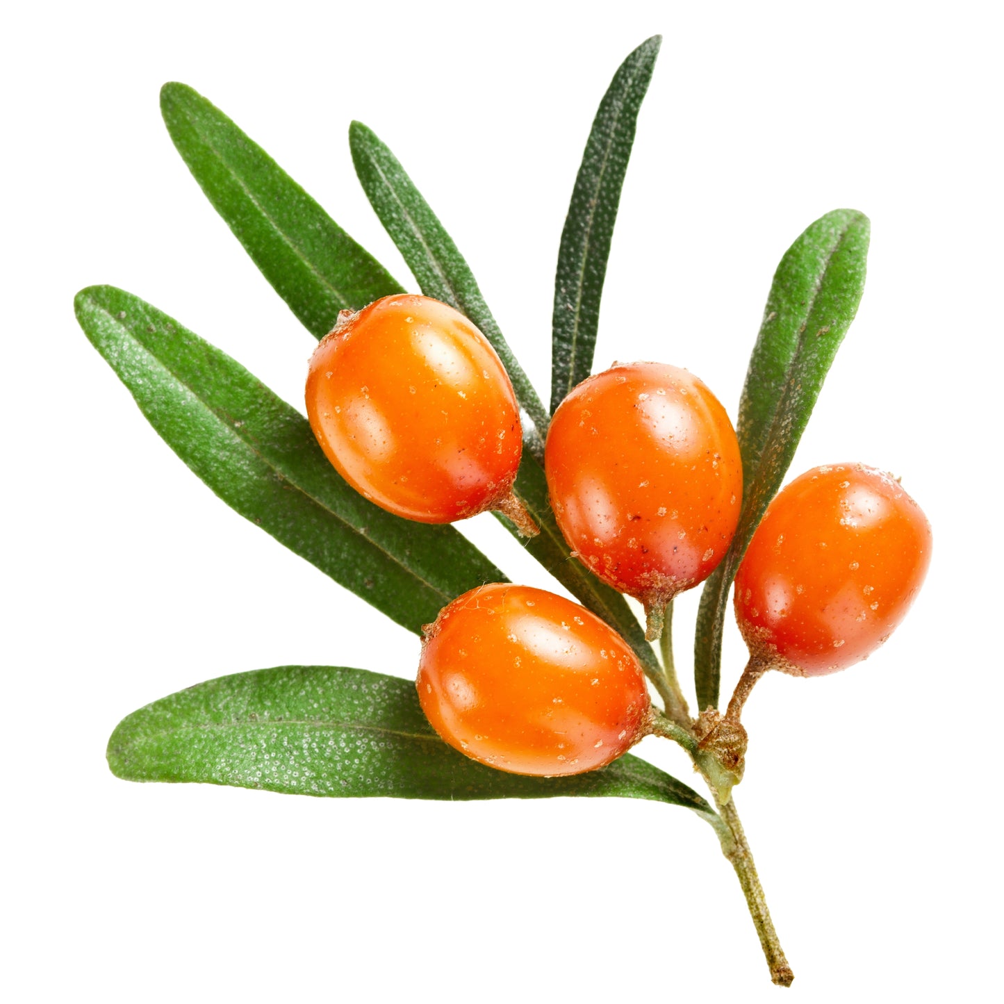 Sea Buckthorn Rose Hip Serum